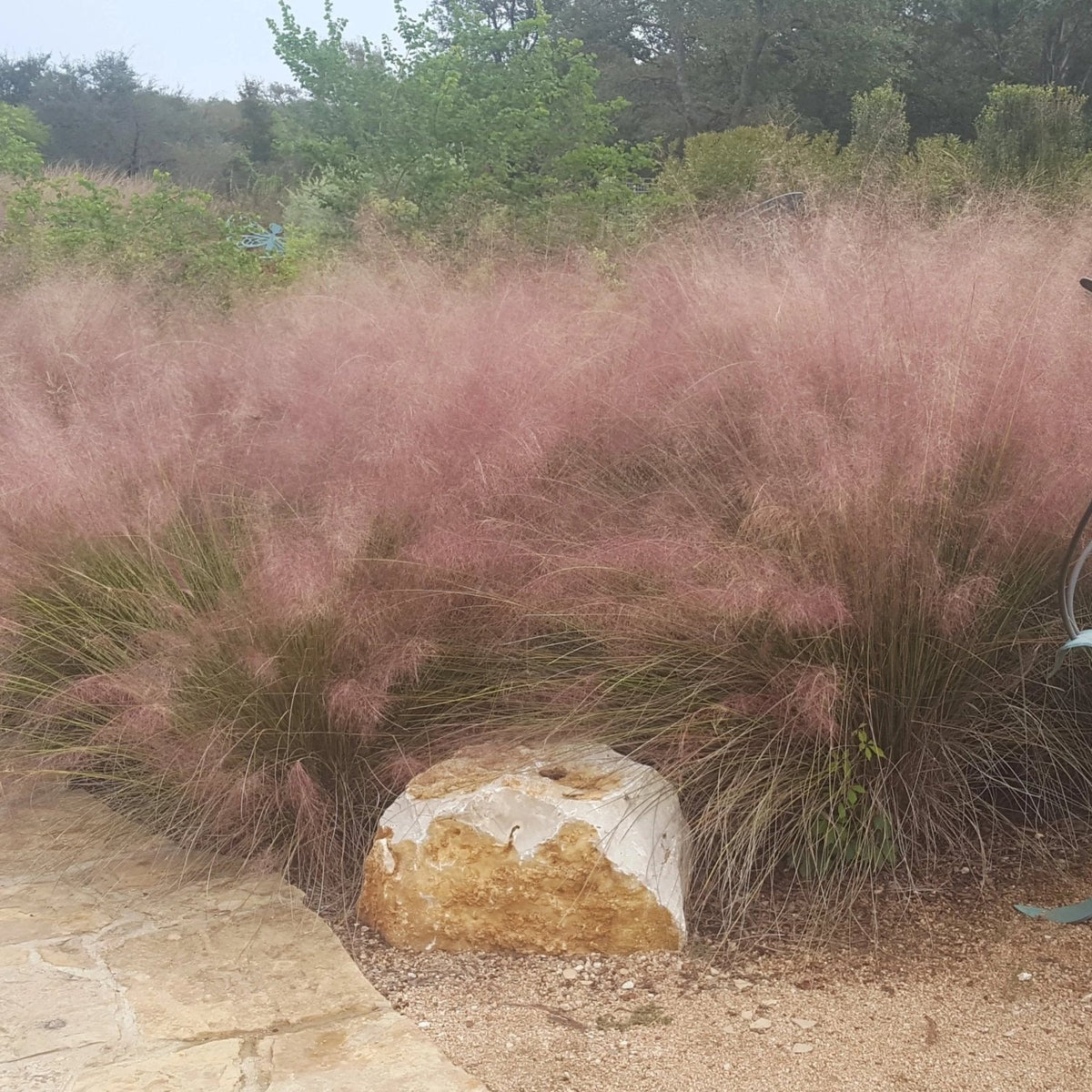 Gulf Muhly (Muhlenbergia capillaris)