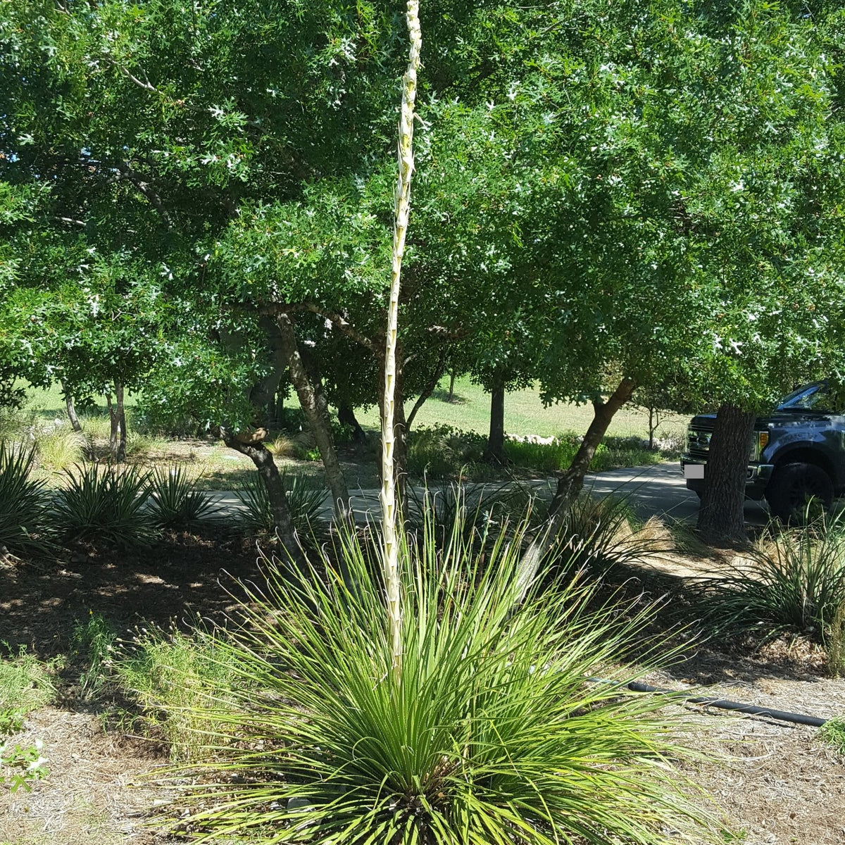 Dasylirion texanum (Texas Sotol)