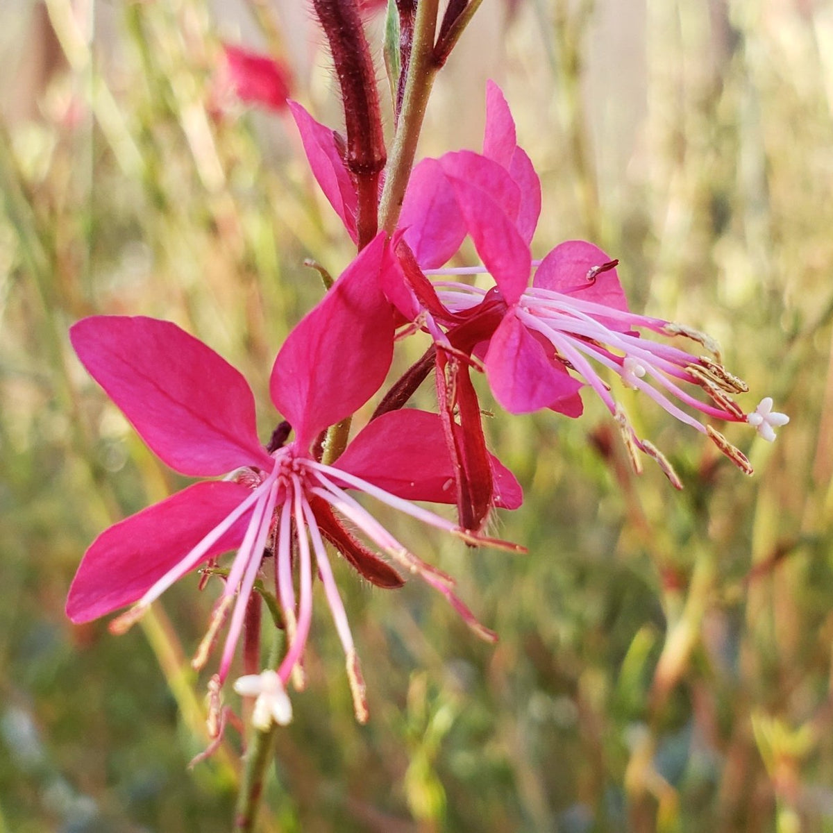 Oenothera lindheimeri 'Belleza Dark Pink' (Gaura 'Belleza Dark Pink')