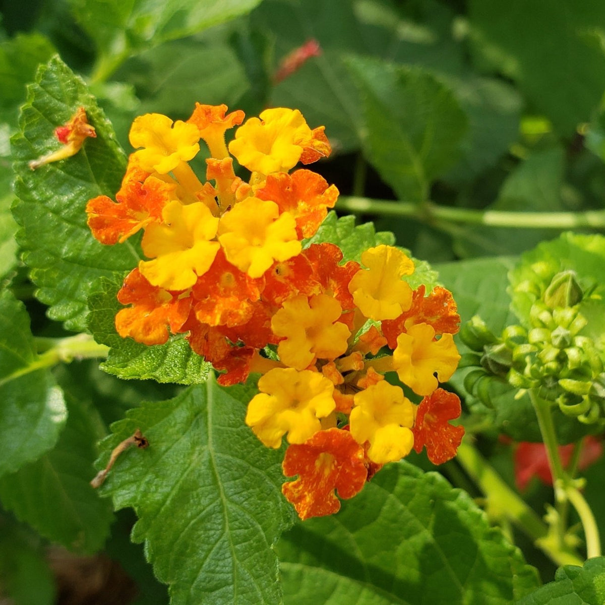 Texas lantana (Lantana urticoides)