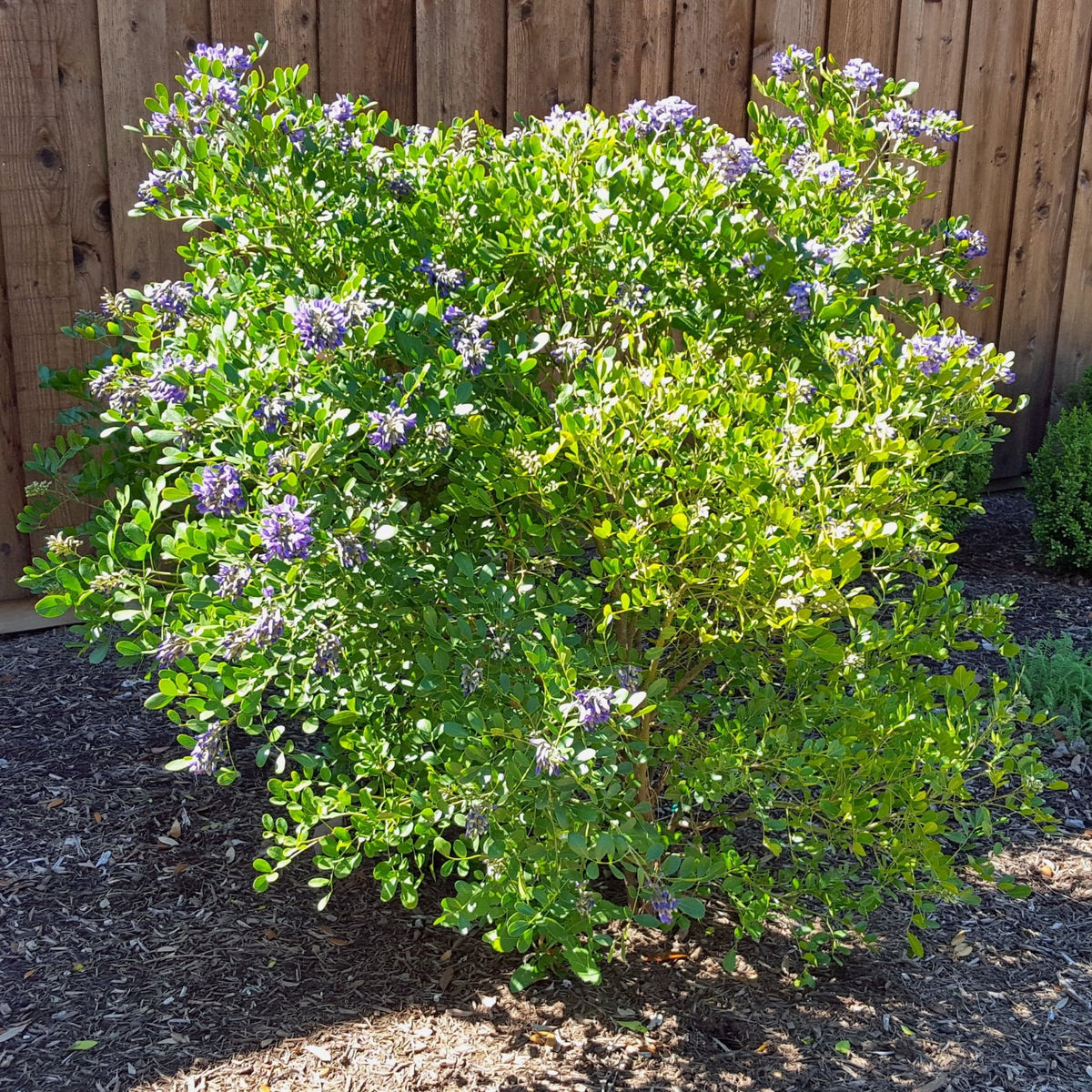 Texas mountain laurel (Sophora secundiflora)