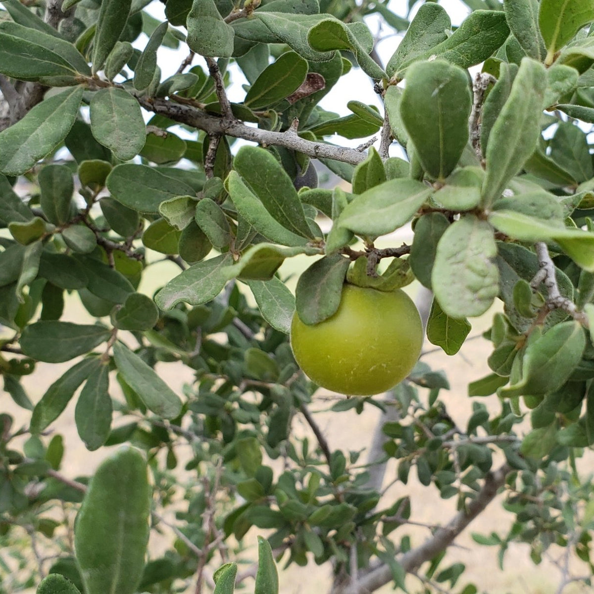 Diospyros texana (Texas Persimmon)