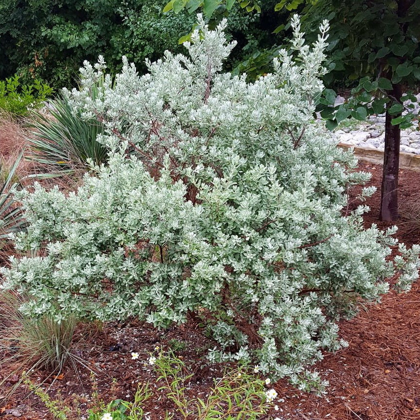 Texas sage (Leucophyllum frutescens)