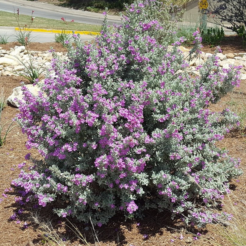 Leucophyllum frutescens (Texas Sage 'Compacta')