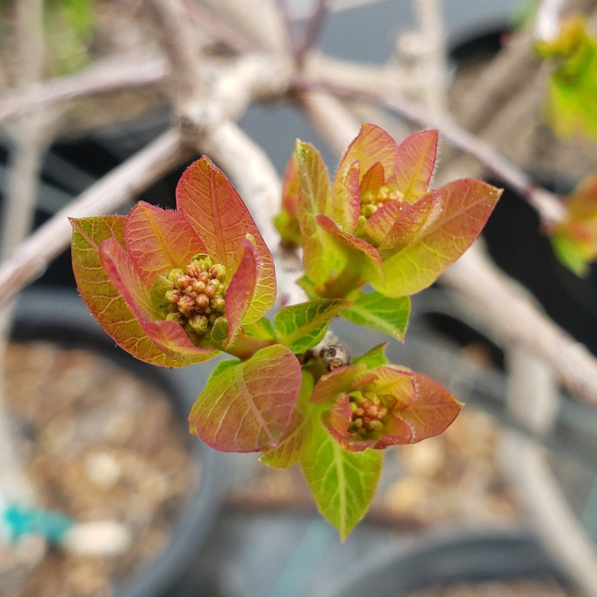 American Smoke Tree (Cotinus obovatus)
