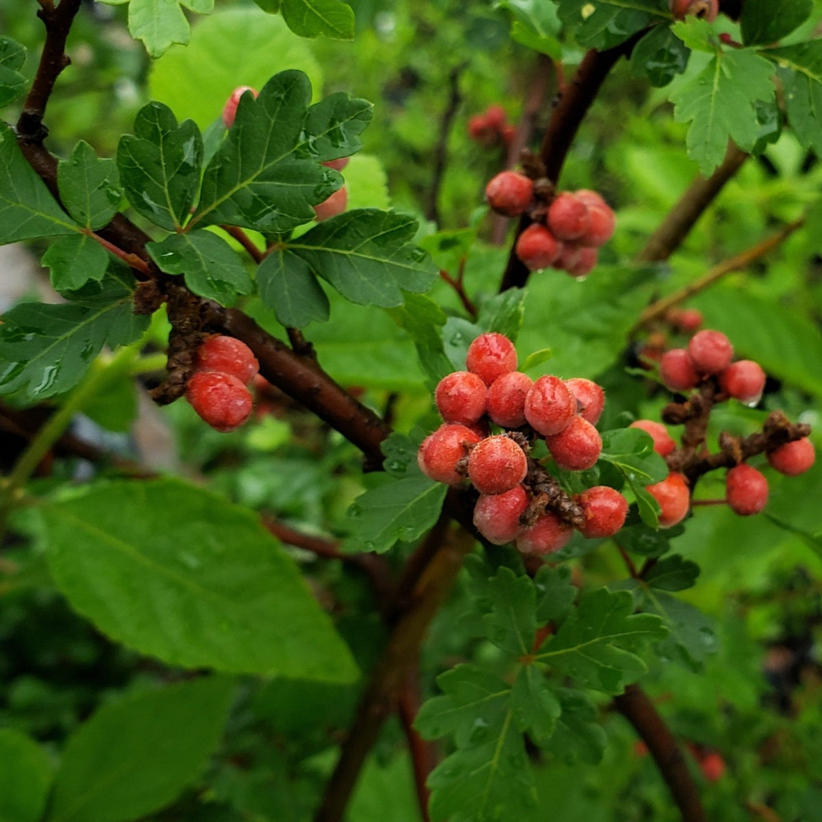 Sumac, Aromatic (Rhus aromatica)