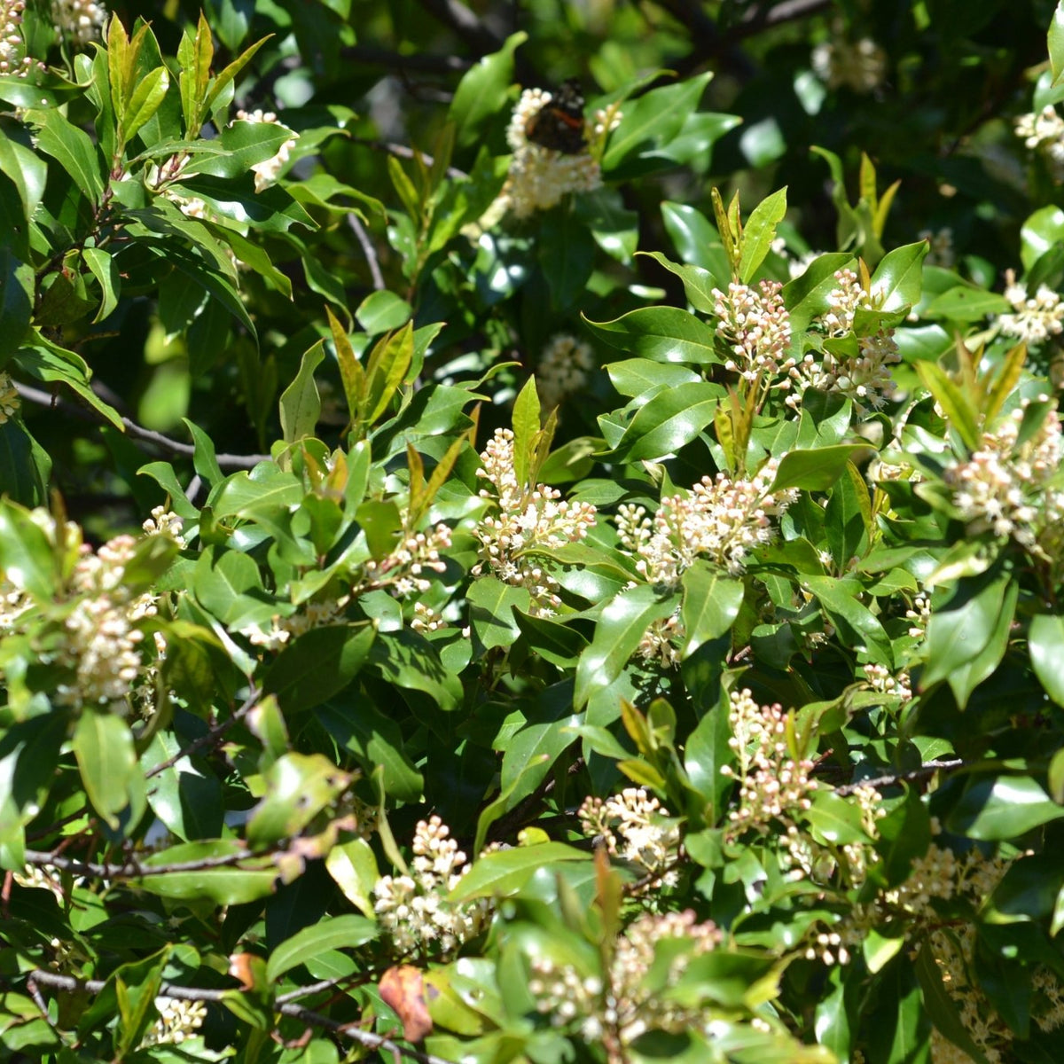Prunus caroliniana (Cherry Laurel)