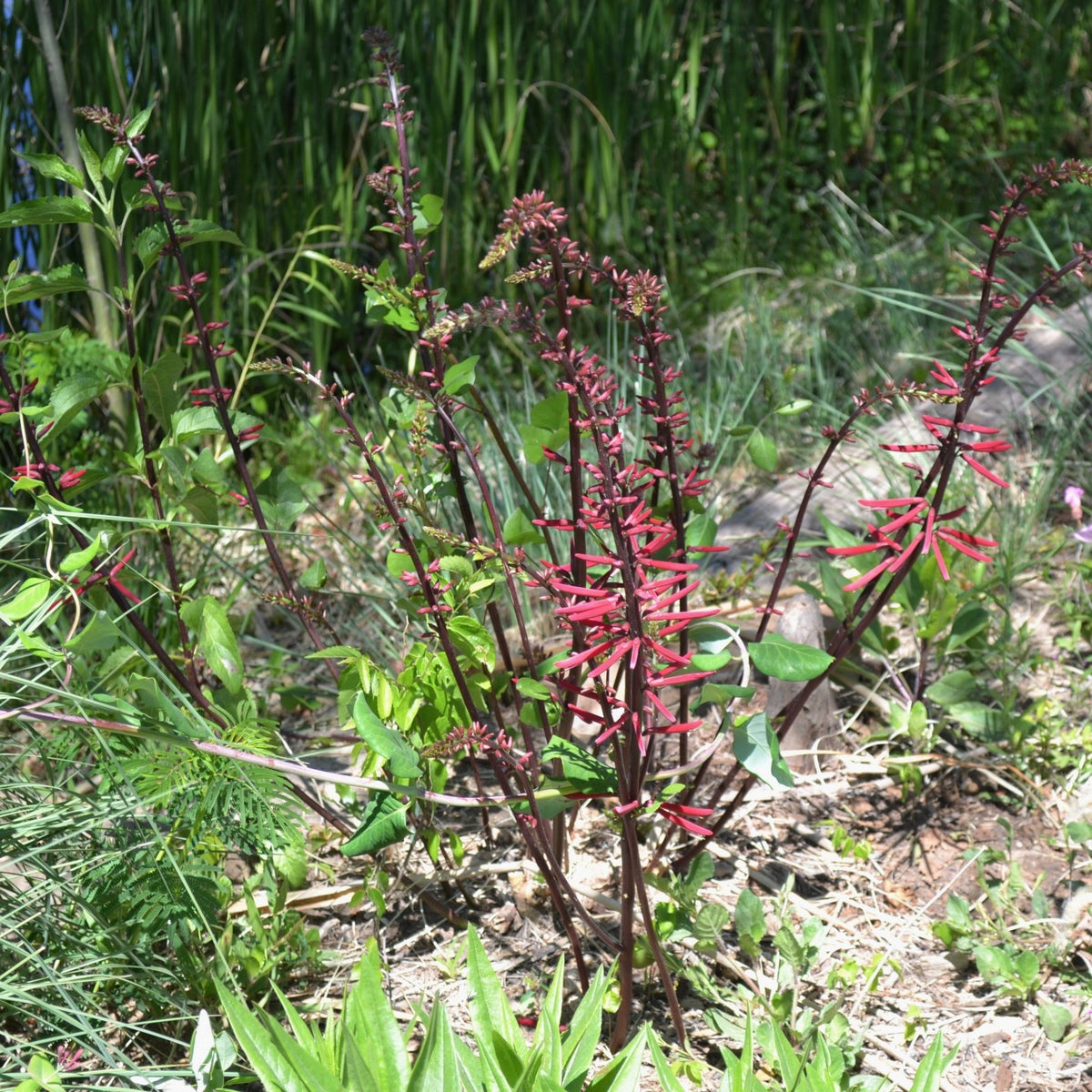 Erythrina herbacea (Coralbean)