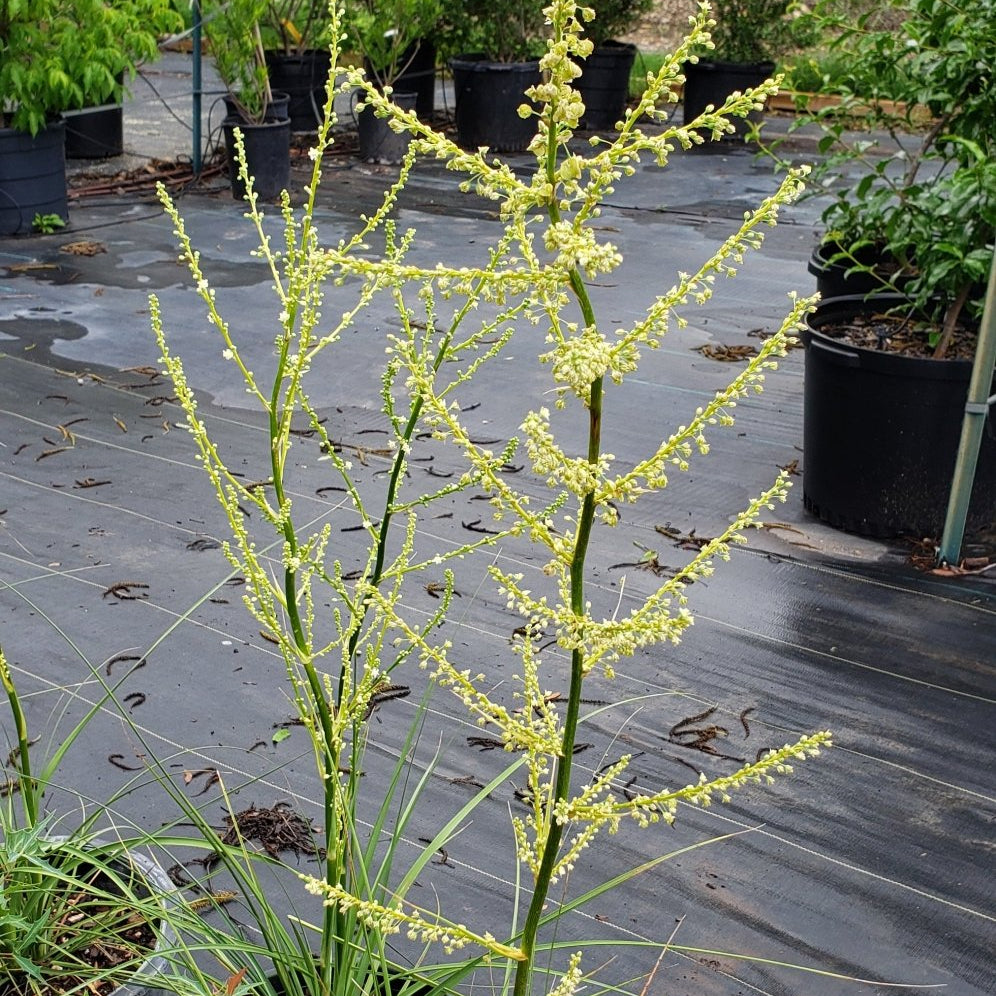 Lindheimer's Beargrass (Nolina lindheimeriana)