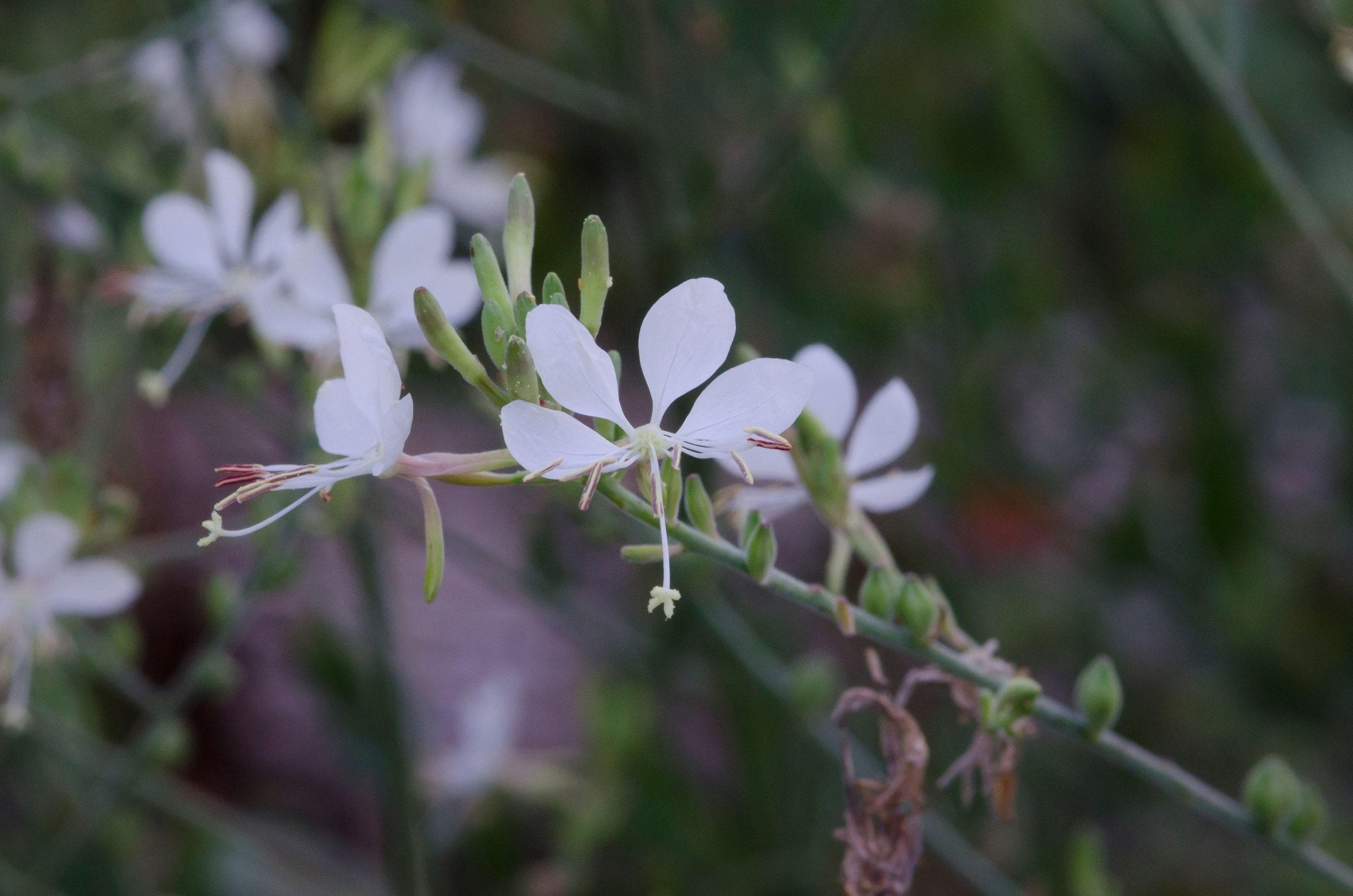 Oenothera filiformis (Longflower Gaura)