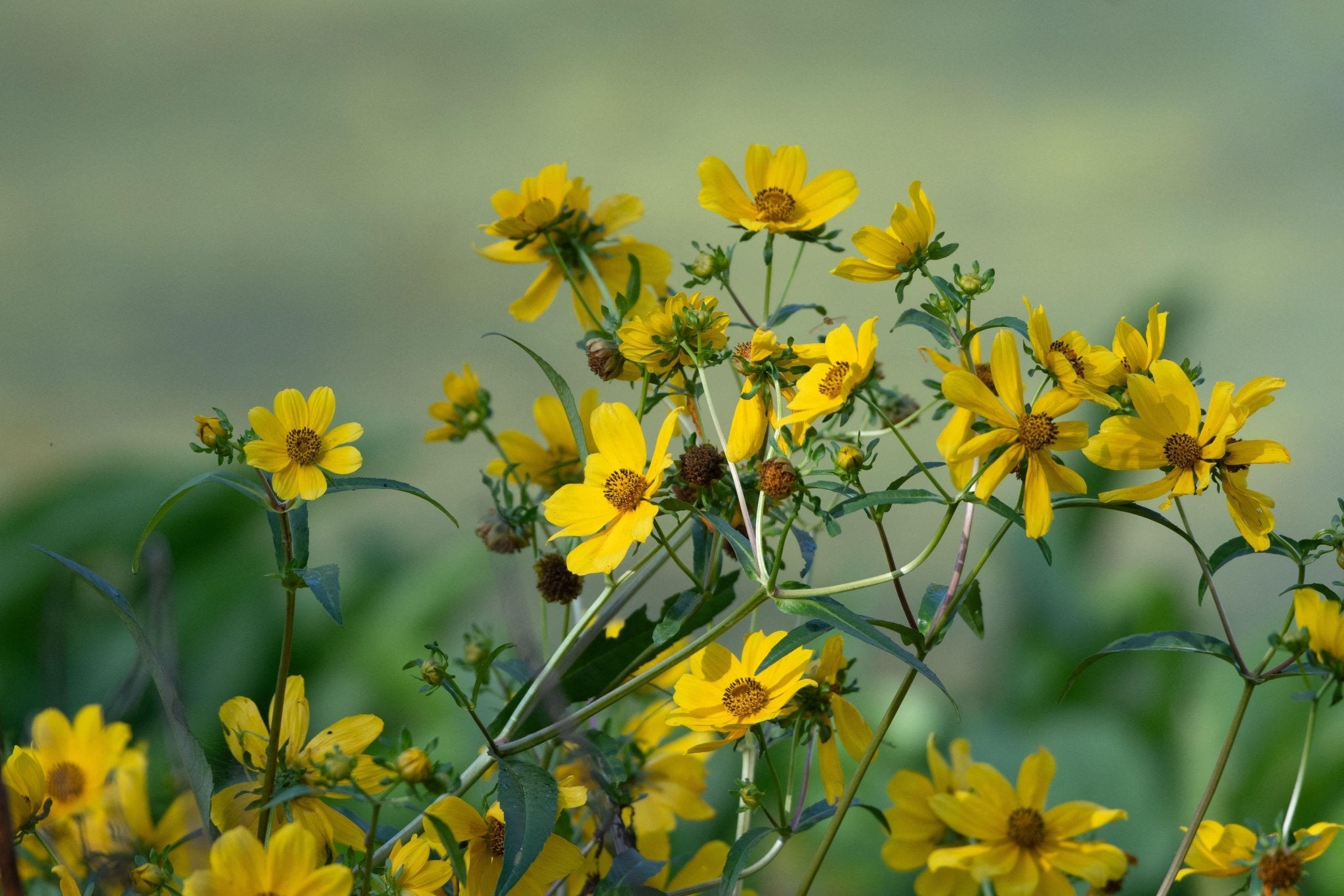 Bidens laevis (Smooth Beggartick)