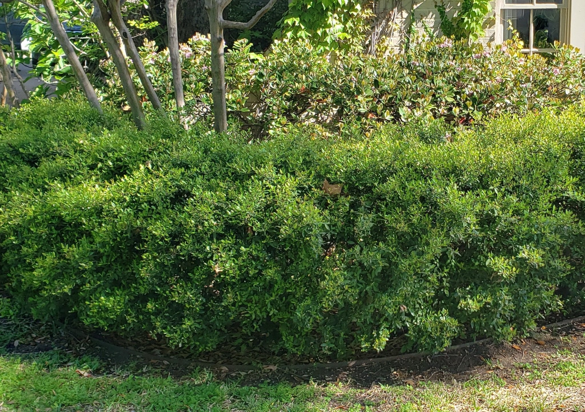 Ilex vomitoria 'Nana' (Dwarf Yaupon Holly 'Nana')