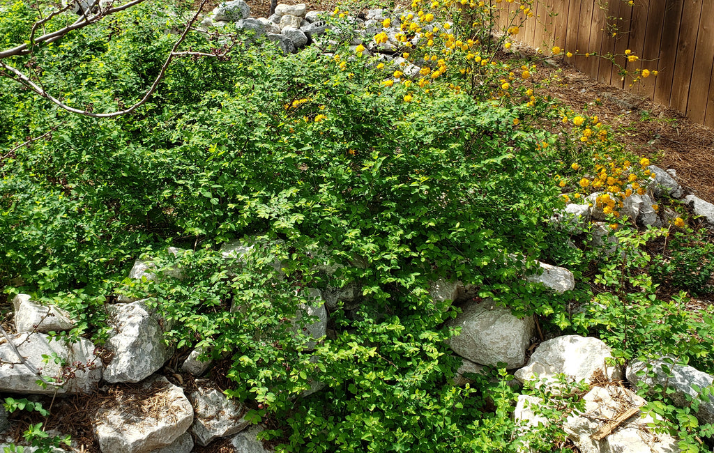 Coralberry (Symphoricarpos orbiculatus)