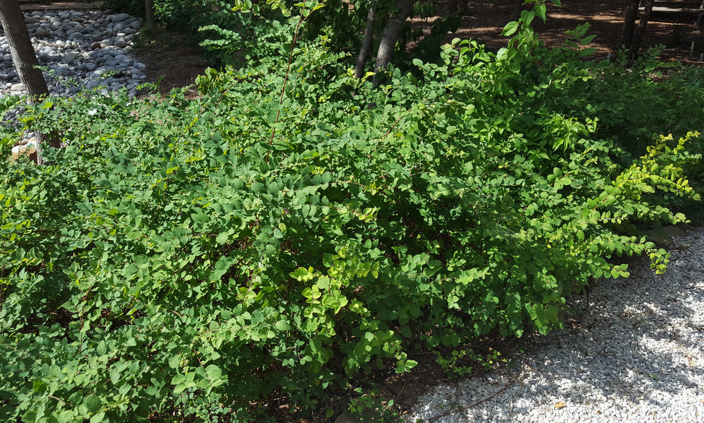 Coralberry (Symphoricarpos orbiculatus)