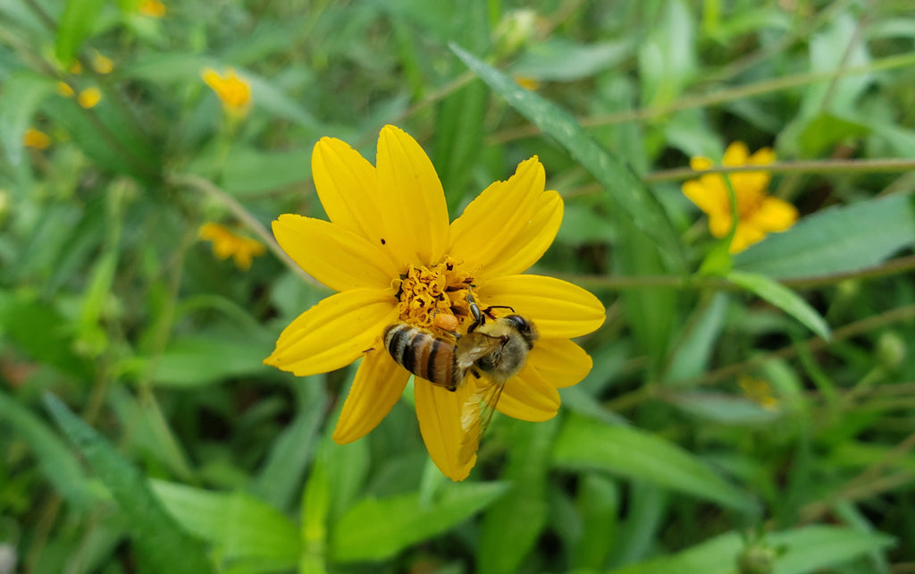 Zexmenia (Zexmenia hispida or Wedelia hispida)